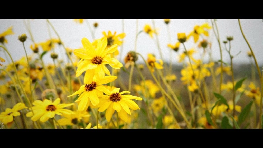 video with all effects in 2.35:1 anamorphic aspect ratio