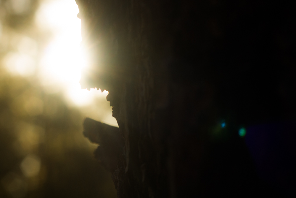 Natural Light Inspiration-1