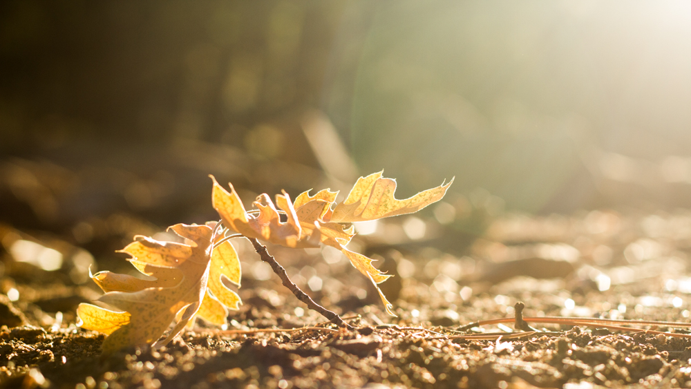 Natural Light Inspiration-2