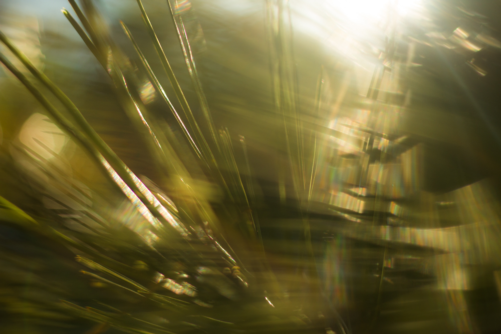 Natural Light Inspiration-3