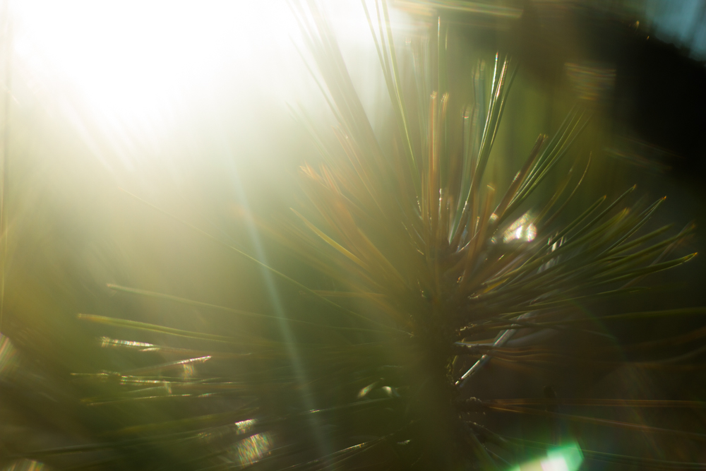 Natural Light Inspiration-4