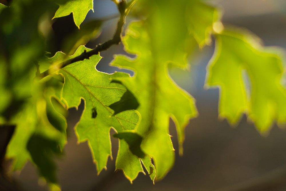 Natural Light Inspiration-5