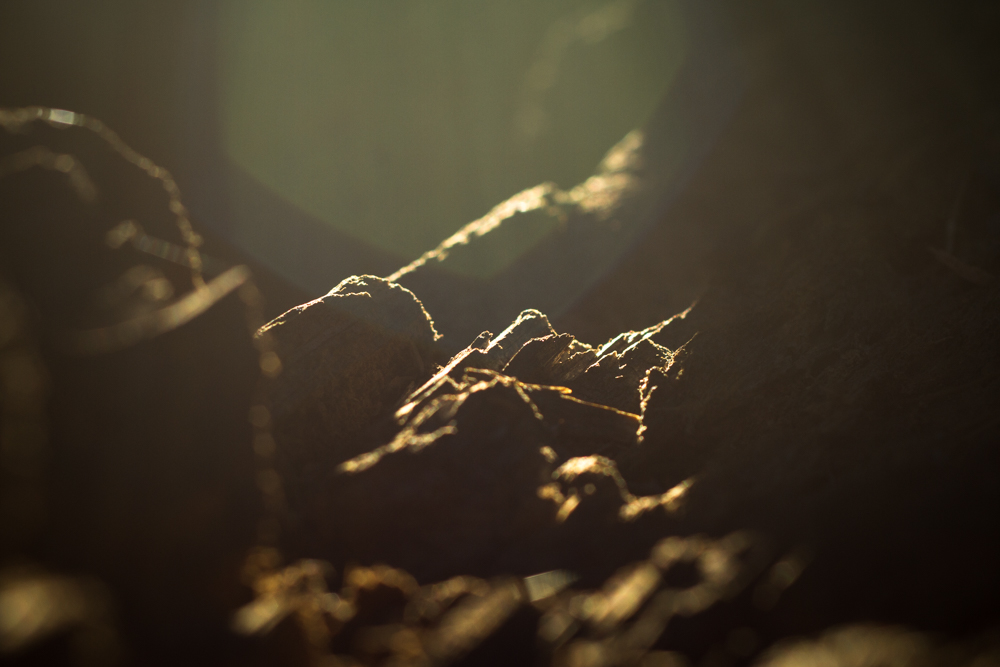 Natural Light Inspiration-7