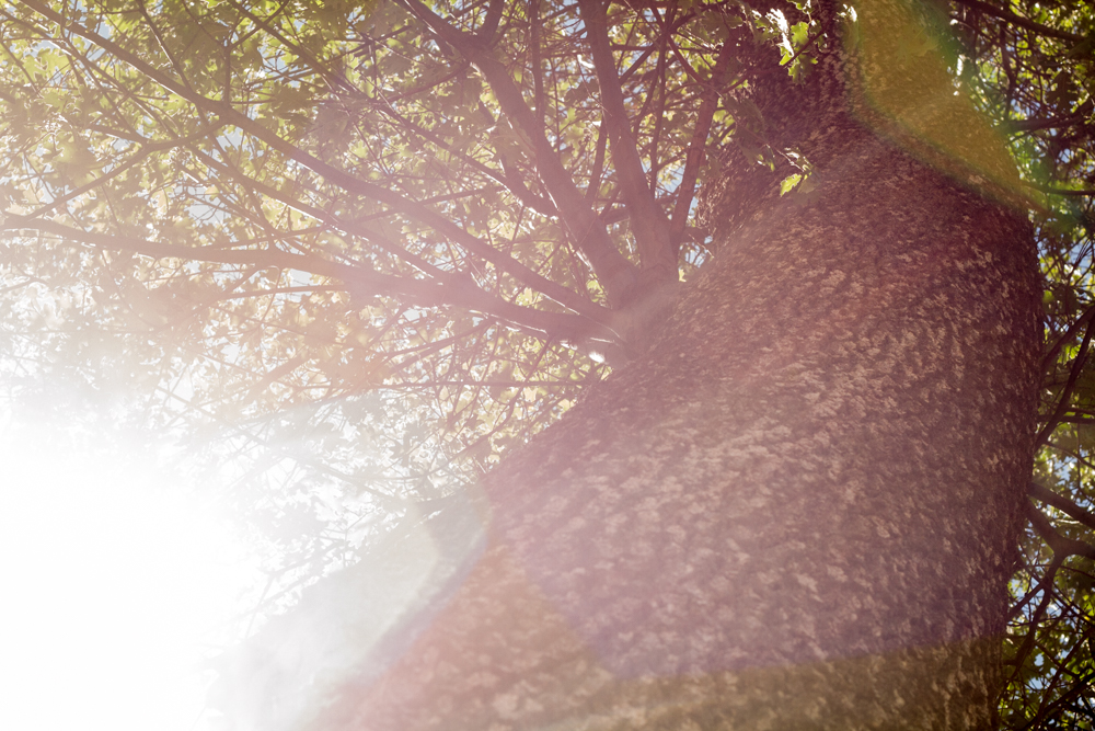 Natural Light Inspiration-9