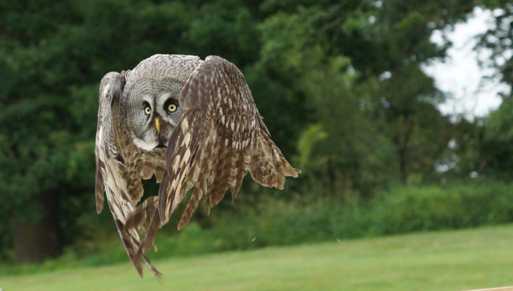 ian-brown-owl-in-flight