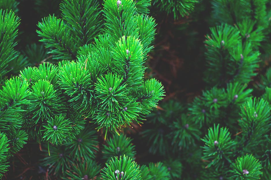 content marketing guide evergreen content